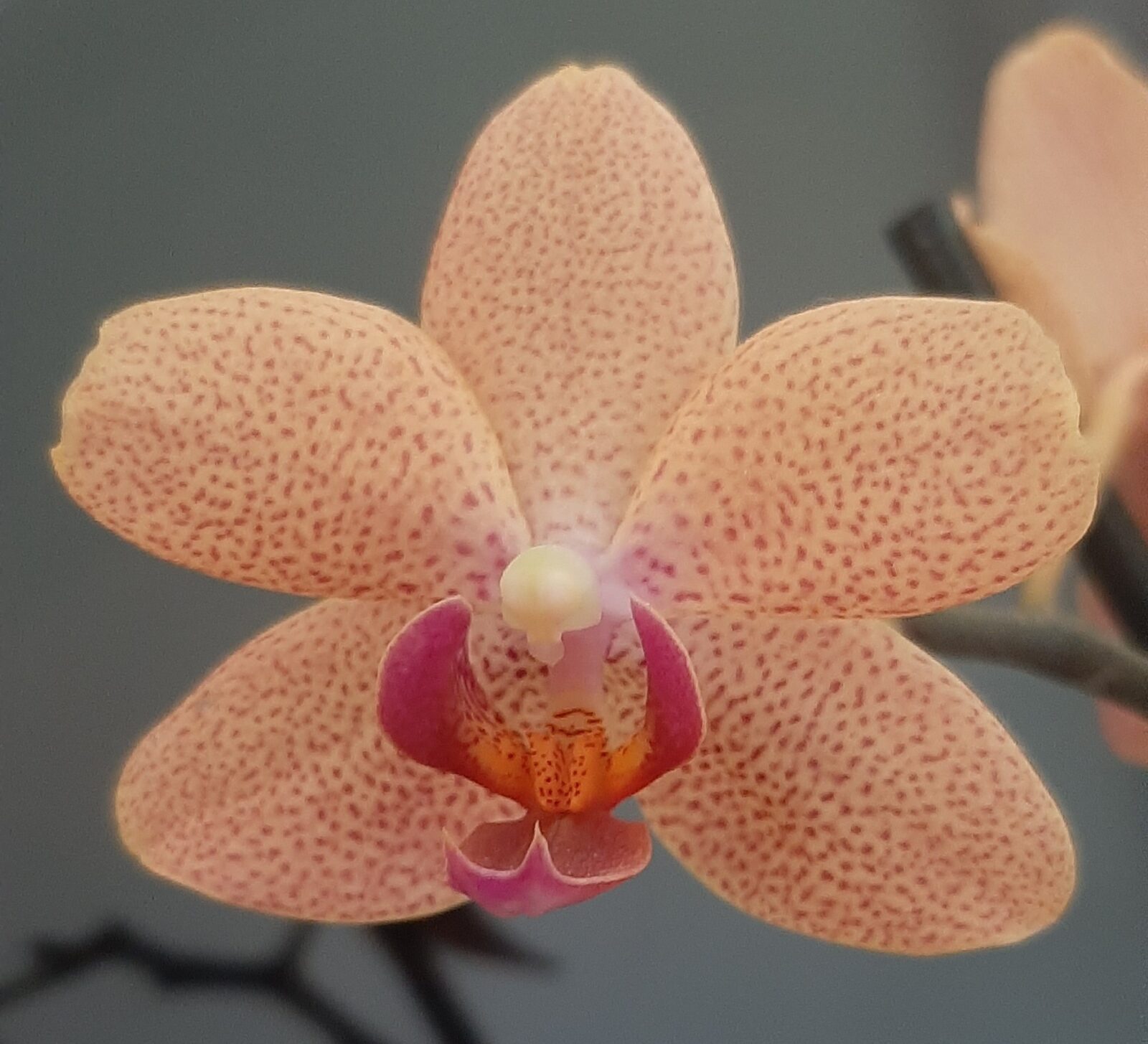 Орхидея Phal. Sunset Love