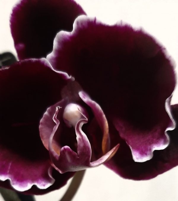 каменная роза орхидея