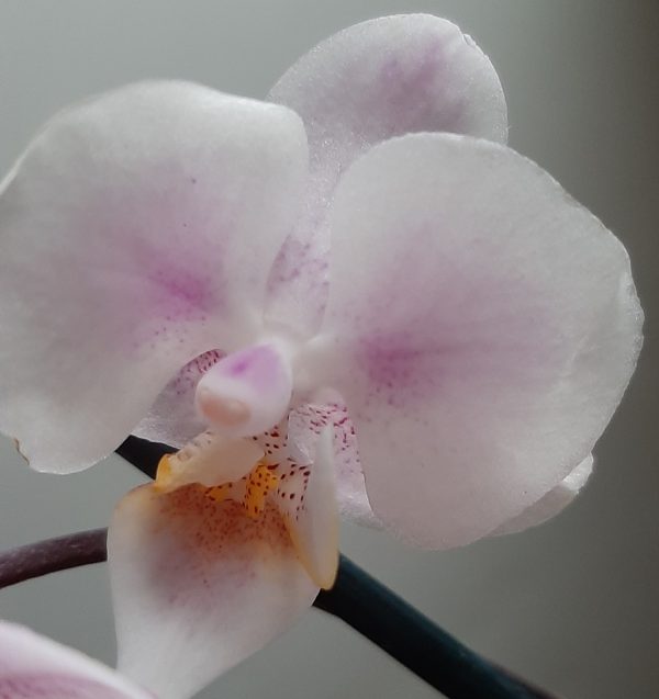 орхидея сого бьянка