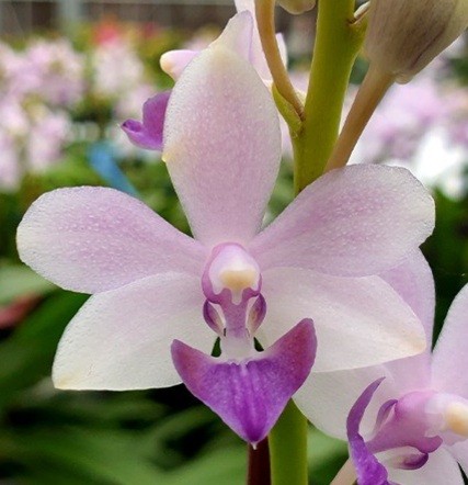 орхидея сапфир