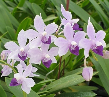 орхидея сапфир фото