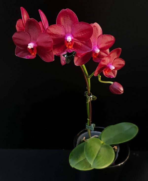 орхидея аллюра руби даймонд