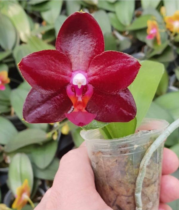 цветущая Красная орхидея Allura Ruby Diamond