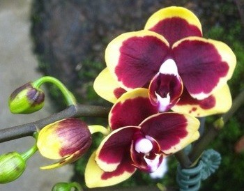 орхидея аллюра альфи