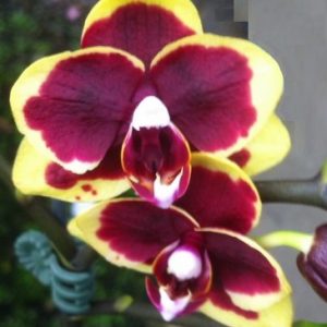 Бордовая орхидея Альфи от Аллюра
