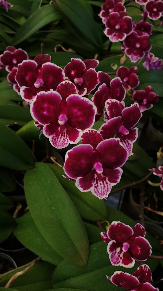 орхидея блэк сван