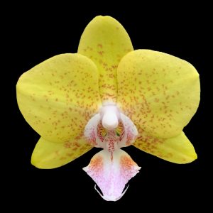 орхидея рио