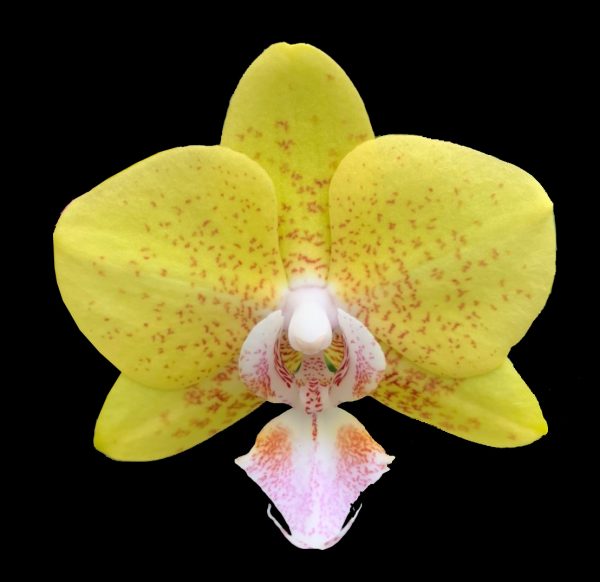 орхидея рио
