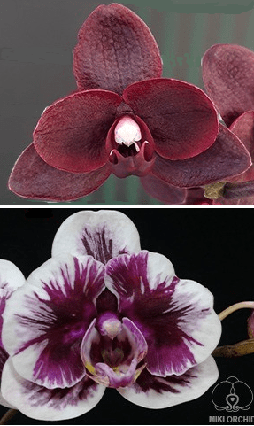 орхидея гибрид черных орхидей
