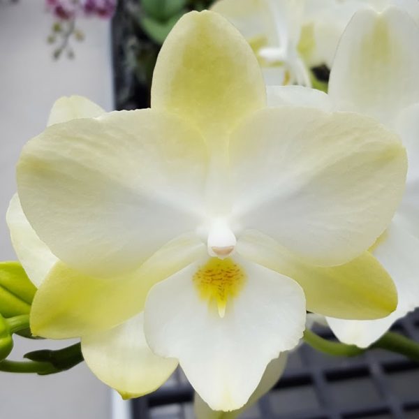 орхидея биглип аллюра даймонд стар