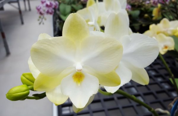 биглип орхидея
