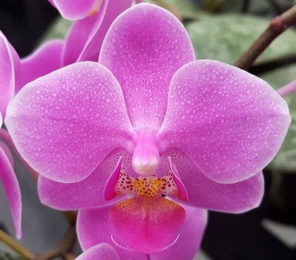 орхидея гибрид природных сортов