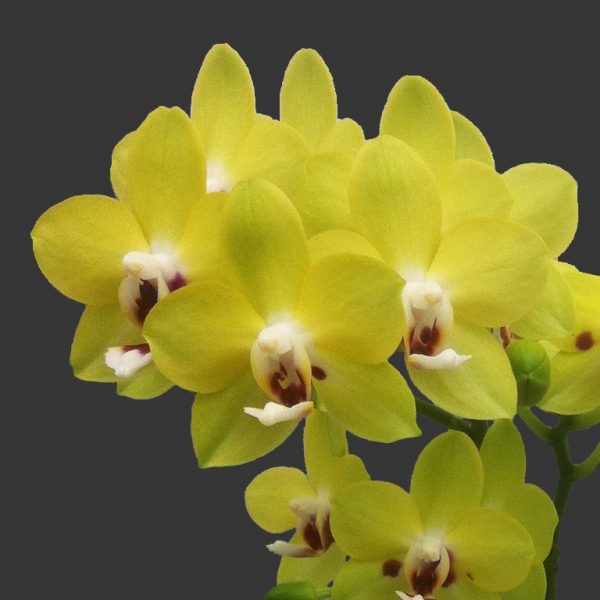 зеленая орхидея Лед и пламя
