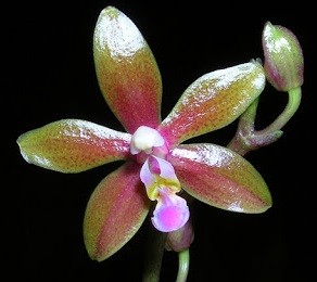 редкая орхидея марианна шмол