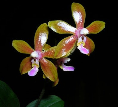 редкая орхидея marianne schmoll