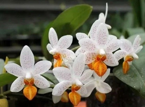 мини марк орхидея фото