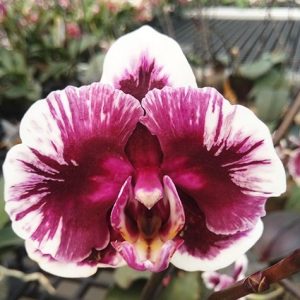 орхидея вуду