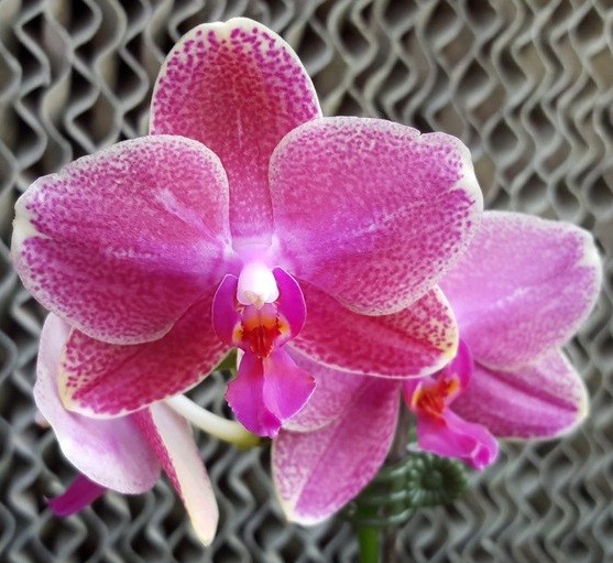 розовая орхидея ароматная