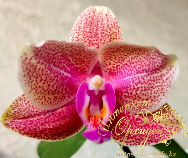 орхидея протей