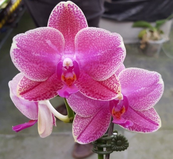 ароматная орхидея в розовую крапинку