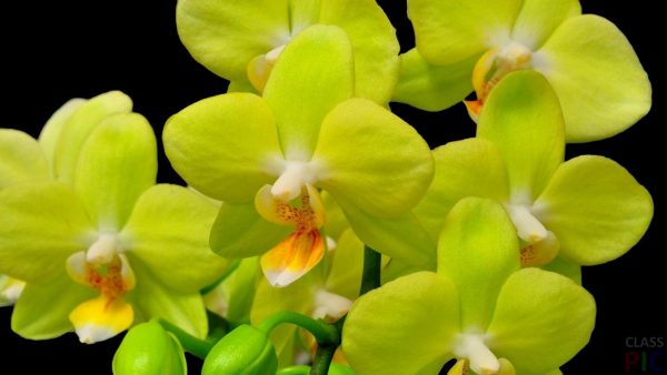 лимонная орхидея