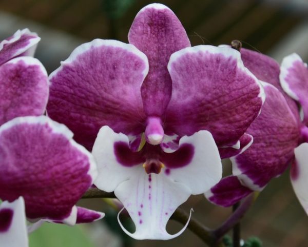 орхидея биглип санта клаус