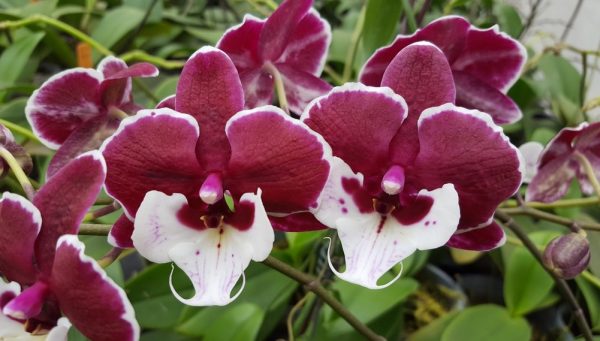 орхидея биглип санта клаус