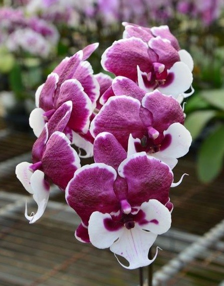 орхидея биглип