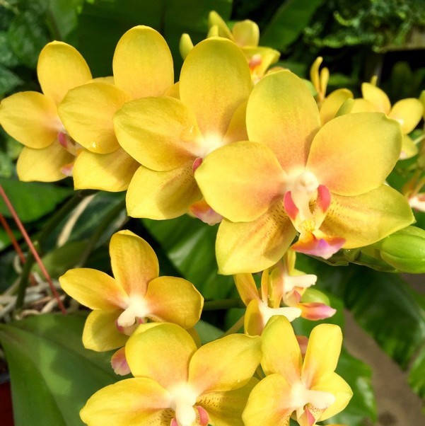 орхидея желтая