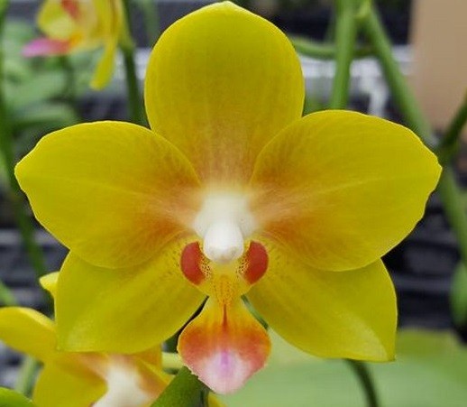 орхидея виктория великолепная