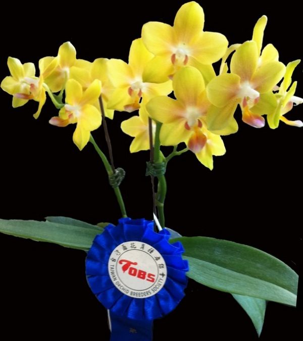 орхидея желтая