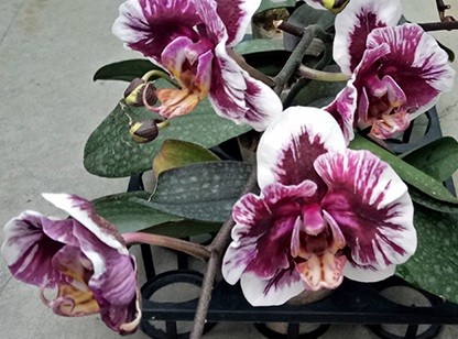 орхидея вуду фото