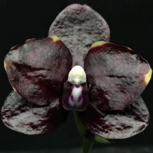 орхидея митуо даймонд синдерелла