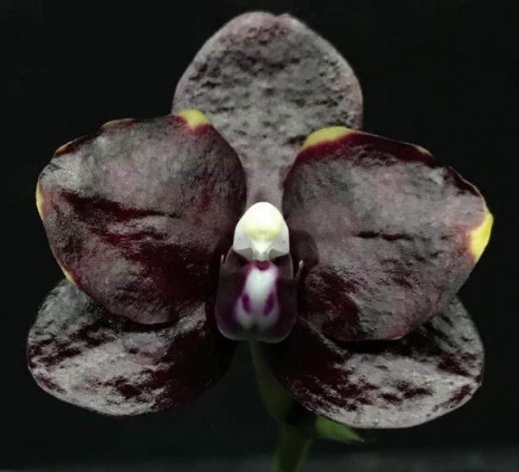 орхидея митуо даймонд синдерелла