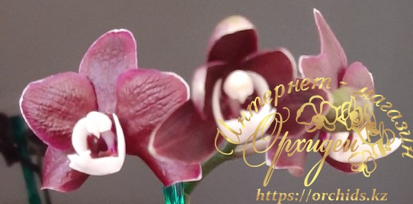 орхидея каода твинкл
