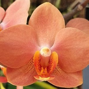 орхидея ирен добкин