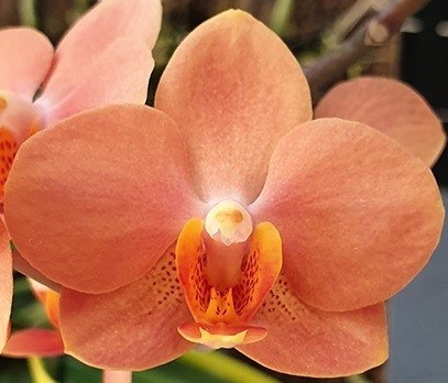 орхидея ирен добкин