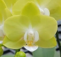 орхидея изаура