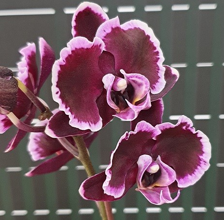 Орхидея саммер бриз