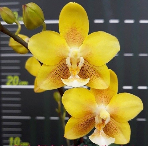 орхидея желтый шоколад