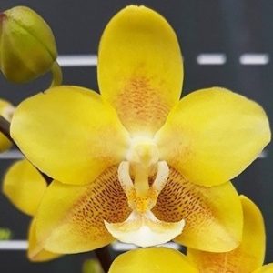 орхидея желтый шоколад