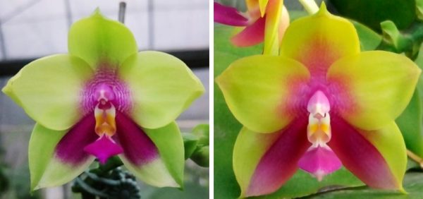 гибрид желтых орхидей