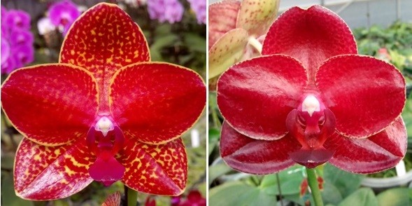 гибридная красная орхидея