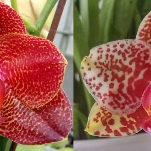 орхидея гибрид