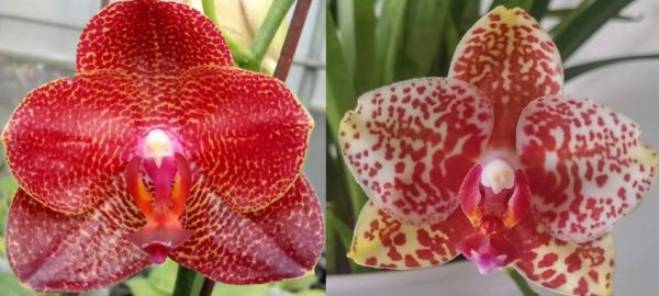 орхидея гибрид