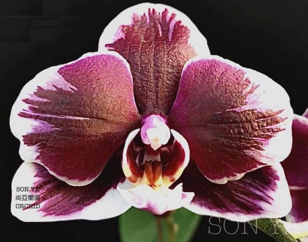орхидея азиатский шоколад