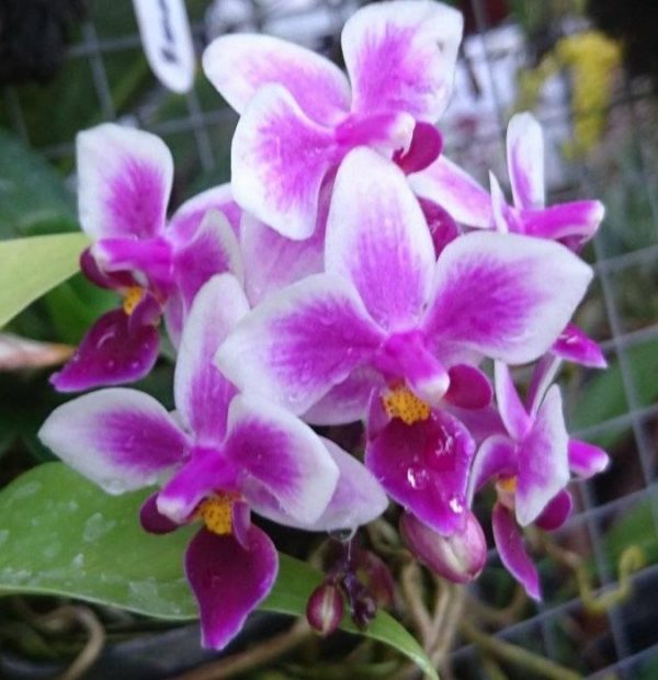 Орхидея Phal. Be Tris пелорик