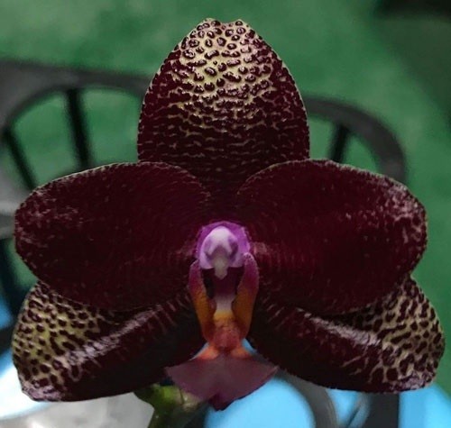 Орхидея Mituo King K-gold
