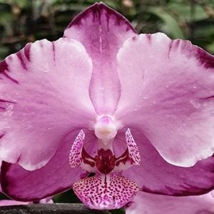 орхидея капучино