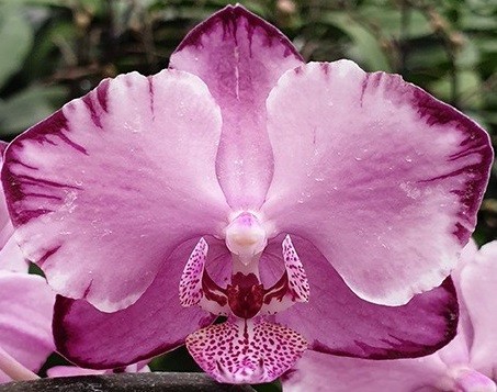 орхидея капучино